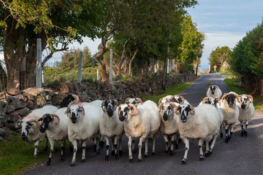 Bulgaria PPR outbreak results in slaughtering of 1,800 animals