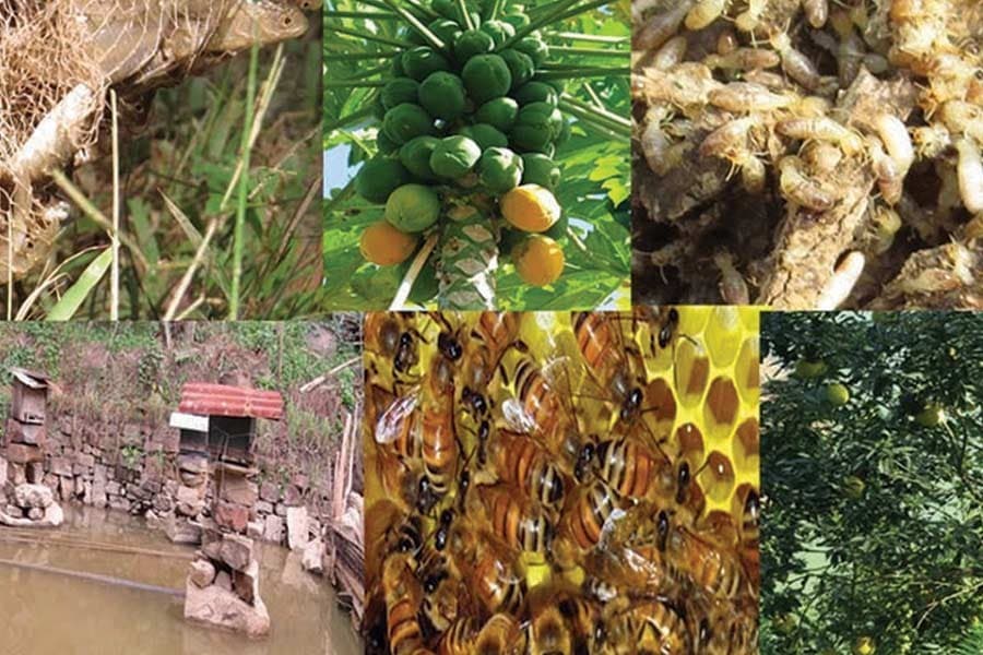 Bolstering farm sector in developing economies