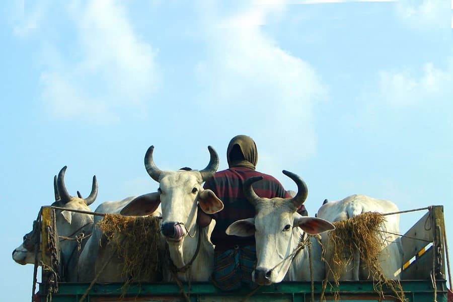 Influx of smuggled cows likely to cause loss to local farmers