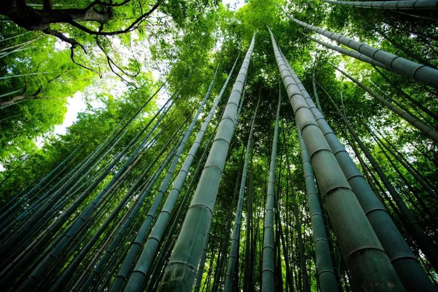 Bamboo as an eco-friendly alternative to wood