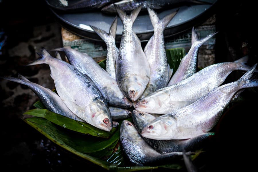 Hilsa threatened by microplastics