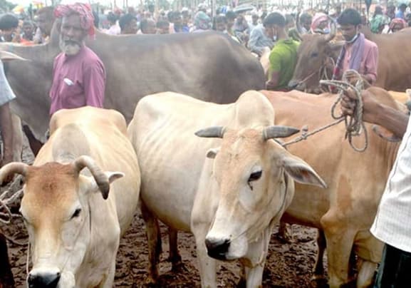 Beef fattening endeavours generate income for rural people