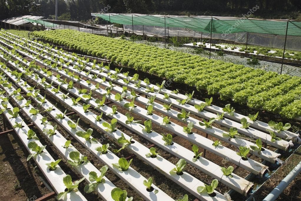 Hydroponic farming offers immense potential for coastal region amid rising salinity