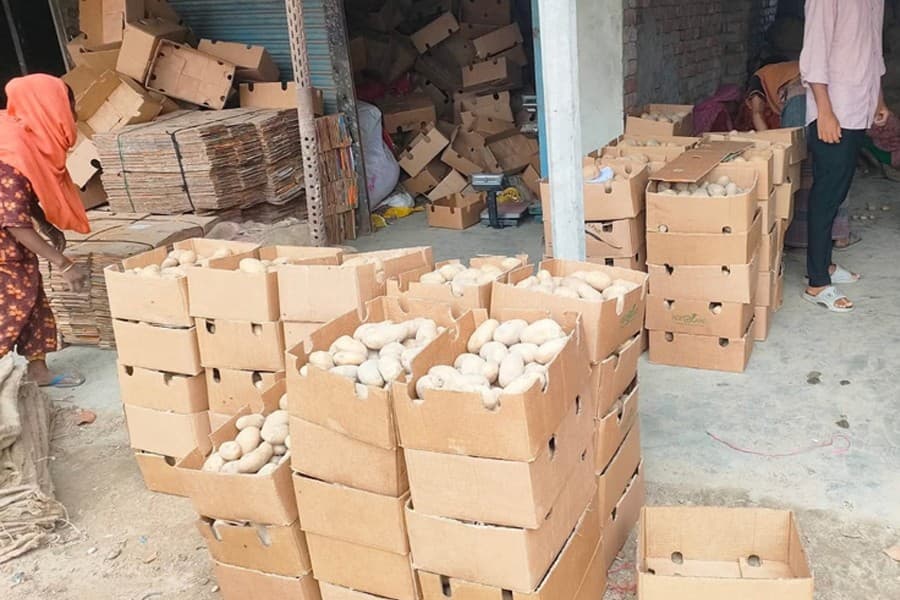 Potato exports from Bogura surge to 36,009 tonnes in Feb-Jun
