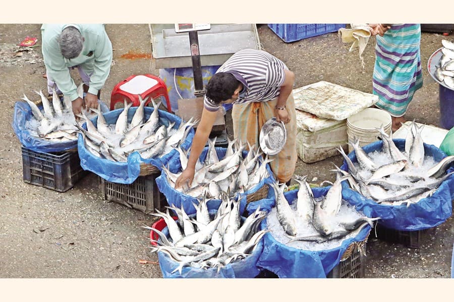 Hilsa prices hit record high