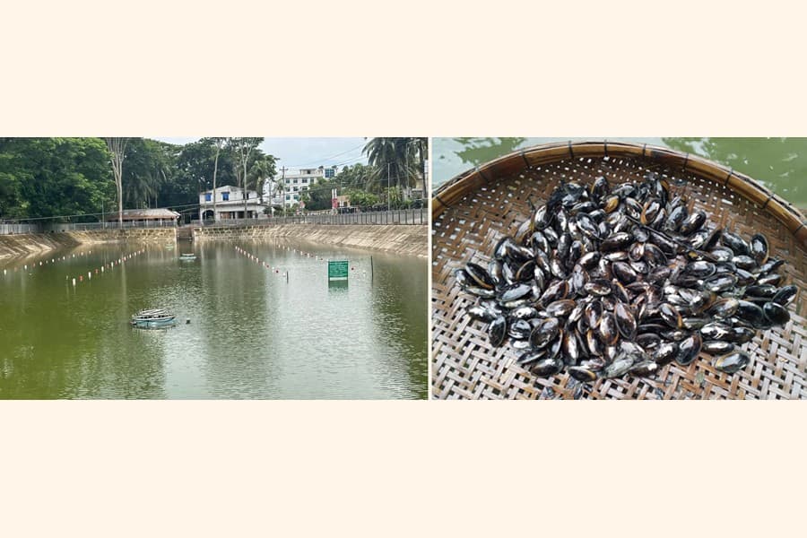 Pilot programme on pearl cultivation undertaken in Gopalganj