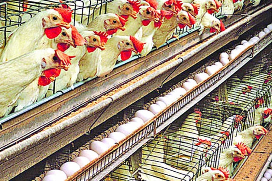 Poultry farmers lose Tk 20b in six months: BPA