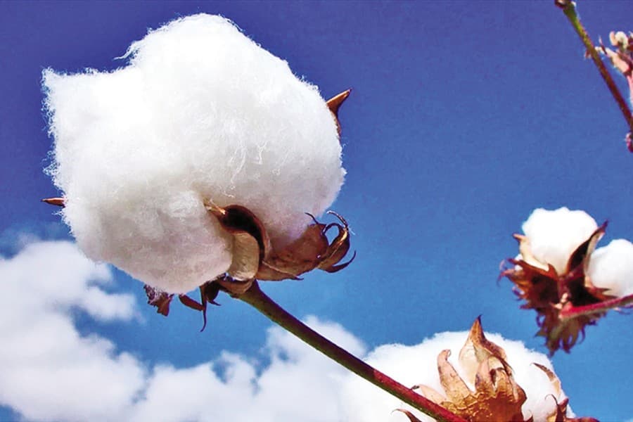 Textile millers delay release of imported cotton over 2pc AIT