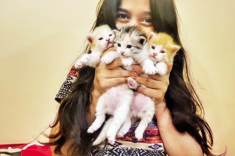 Cat petting: a feline prescription for mental peace