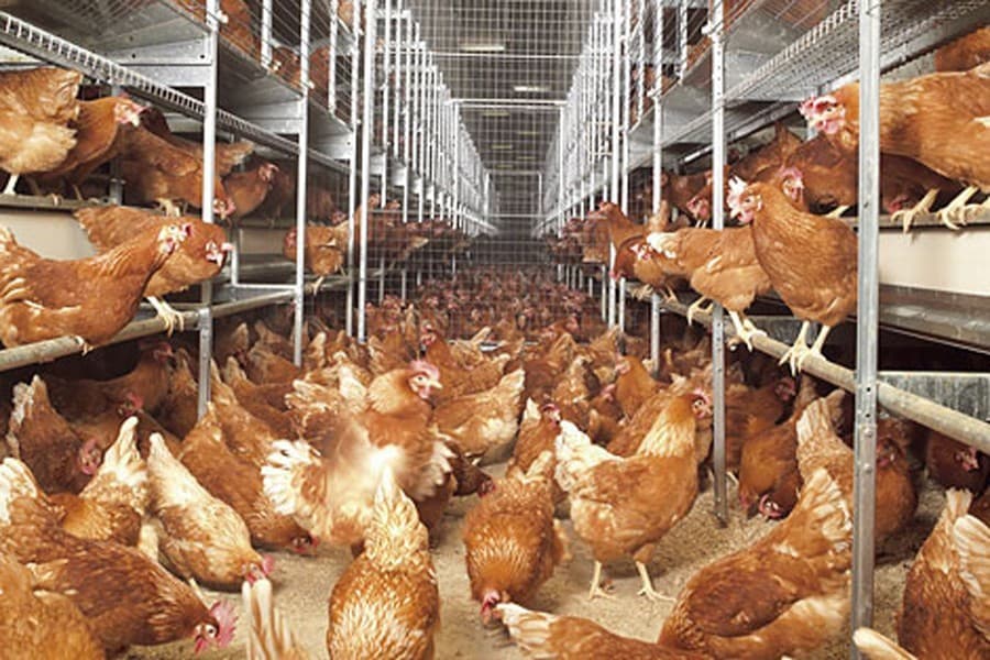 Poultry industry likely to shrink as prices of eggs, chickens, day-old chicks have collapsed