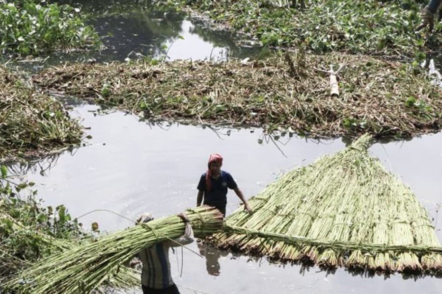 Rajshahi beams with hope for bumper jute harvest