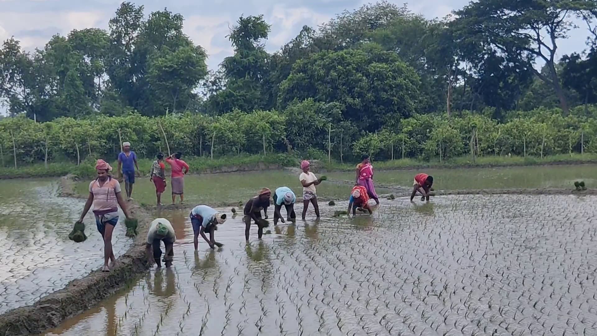Early rains spur Aman cultivation in Chapainawabganj