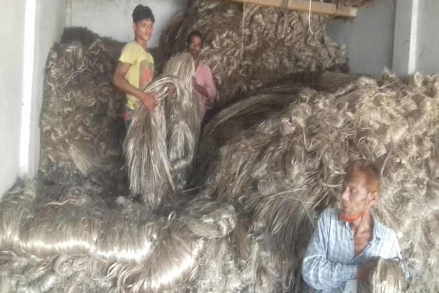 Bumper jute yield raises hopes among Magura farmers