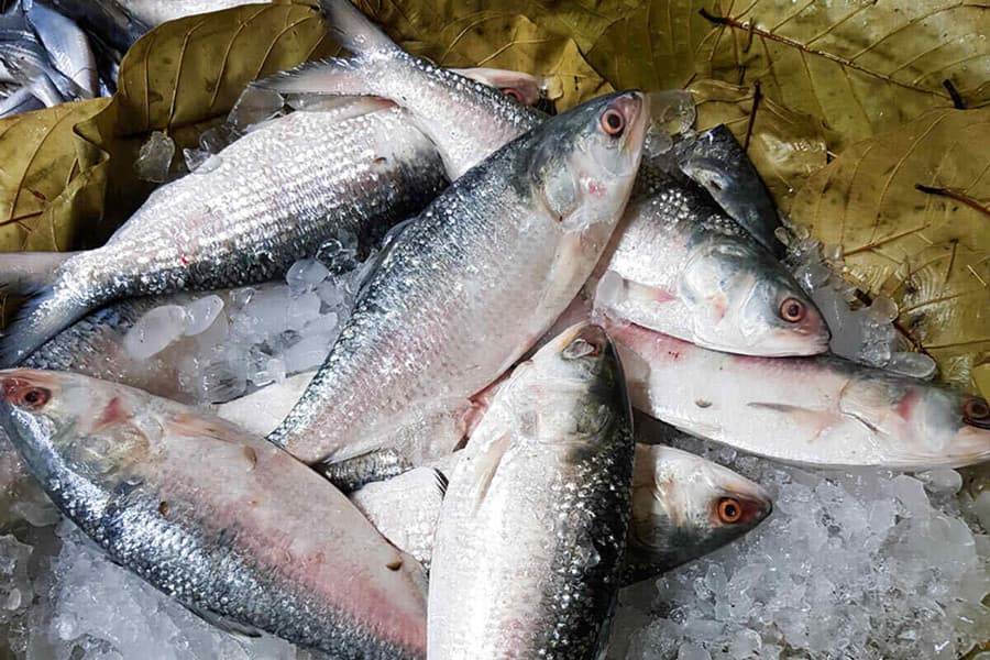 Why is hilsa out of reach?