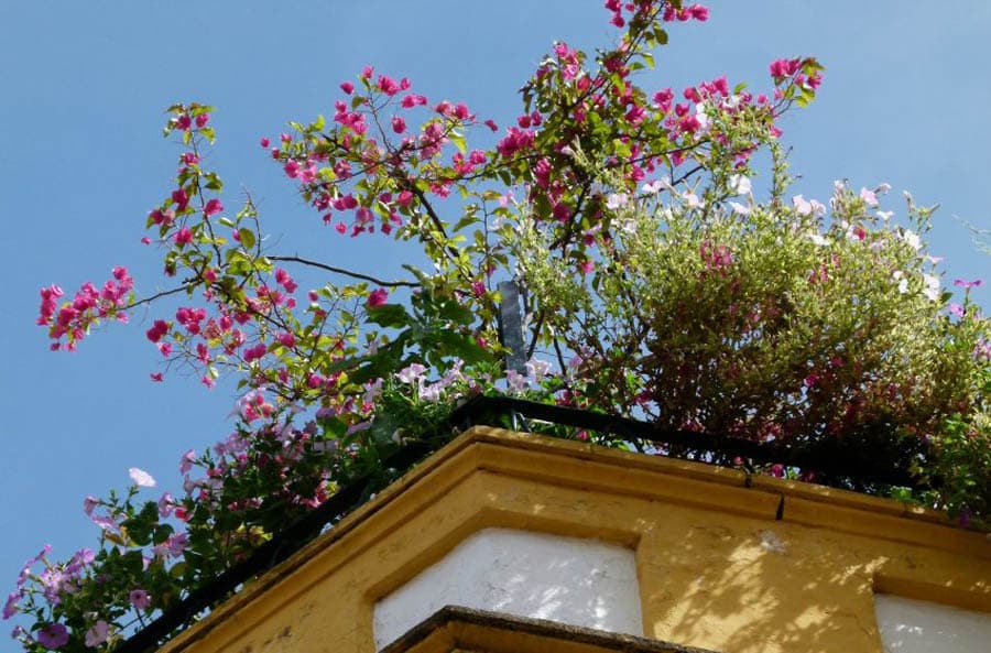 Bangladesh announces 10pc tax discount for rooftop gardening