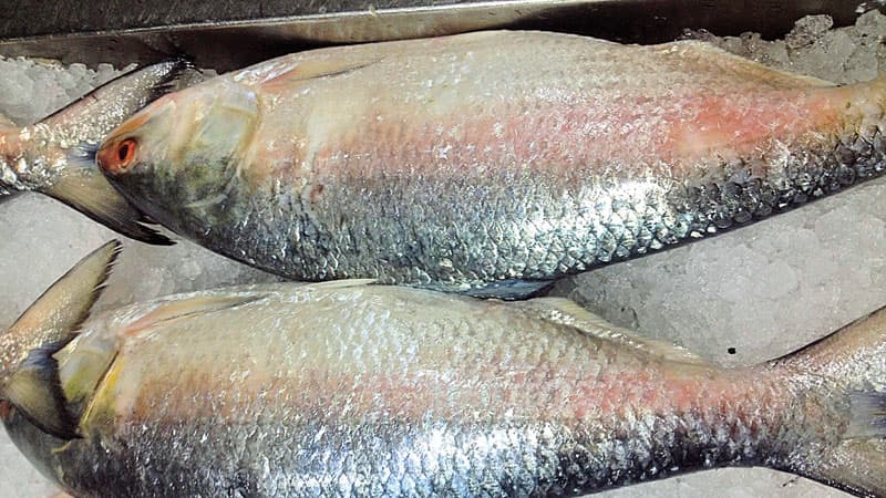Govt slashes hilsa export to India by 50pc ahead of Durga Puja