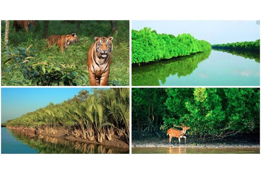 সুন্দরবনের নদ-নদী নির্ধারণে সরকারি তালিকায় এসেছে ৮০ নদী, গবেষকদের দাবি ২২৭টি