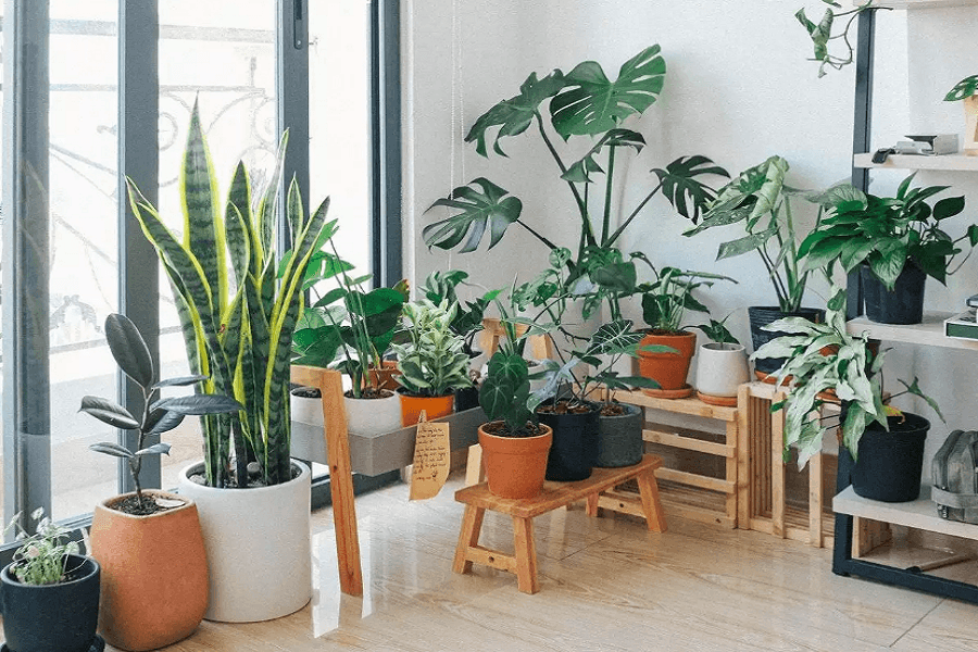 Secrets of indoor gardening in a crowded city like Dhaka