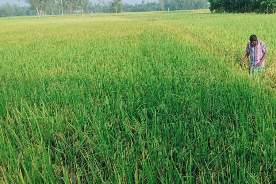 Aman farmers of Rangpur agri region, Gopalganj see bumper production