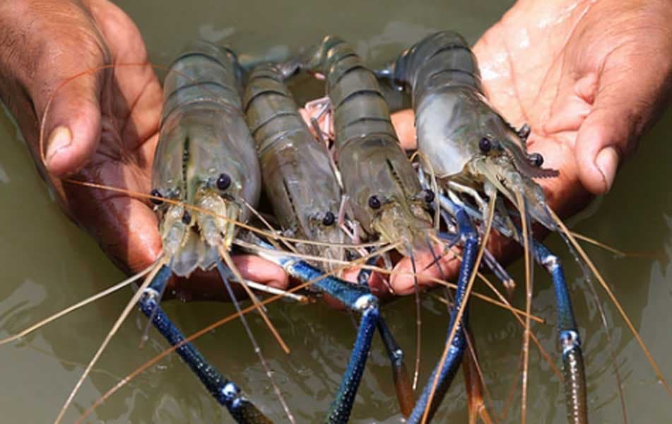 Bangladesh’s shrimp sector eyes $5bn boost with better policies