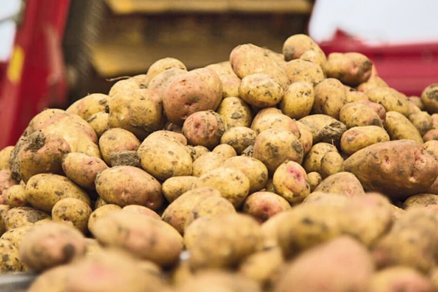 Potato can be a lucrative export crop