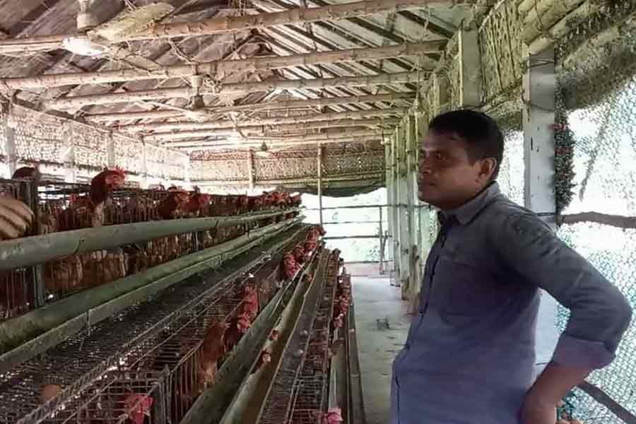 Animal, poultry feed industry to get 20pc power rebate