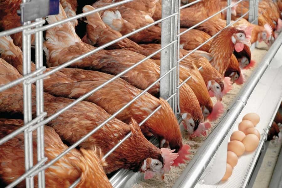 Readying poultry sector for global export market