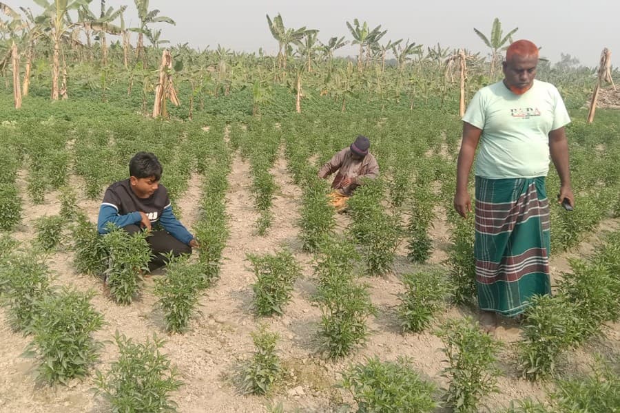 Bogura green chillies capitalise on India supply gap