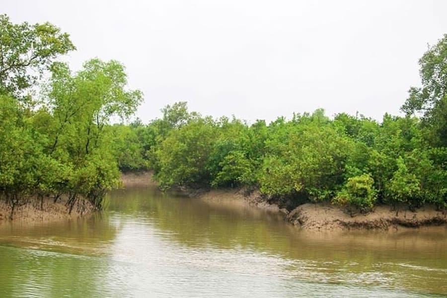 Saving Sundarbans from disintegration