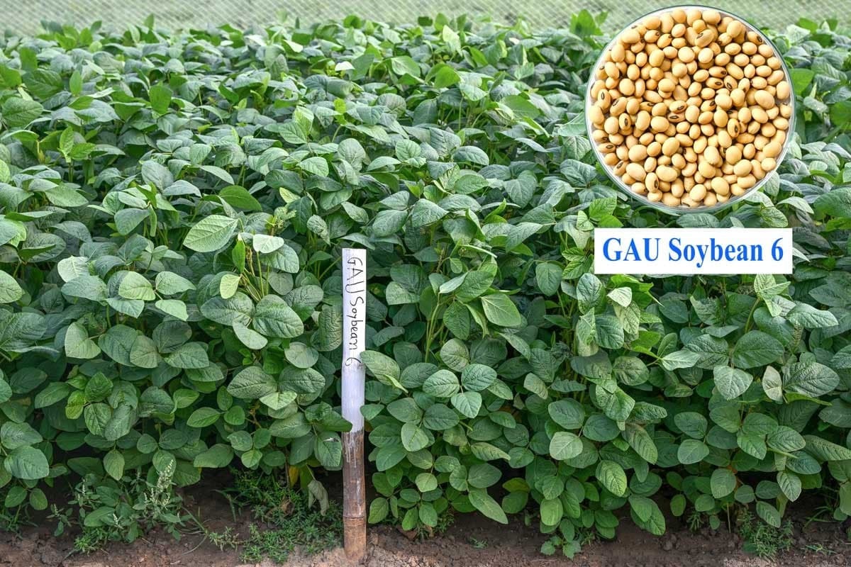 Bangladesh’s first drought-resistant soybean brings hope to char areas
