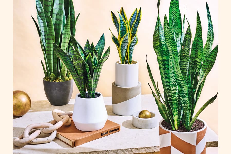 Indoor plants to keep your home cool