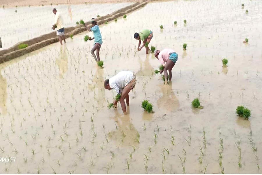 Rangpur, Gopalganj farmers begin Boro cultivation