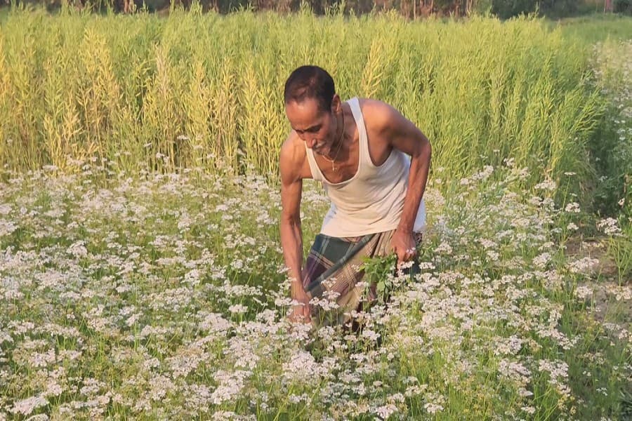 Coriander cultivation brings good profit to Shariatpur farmers