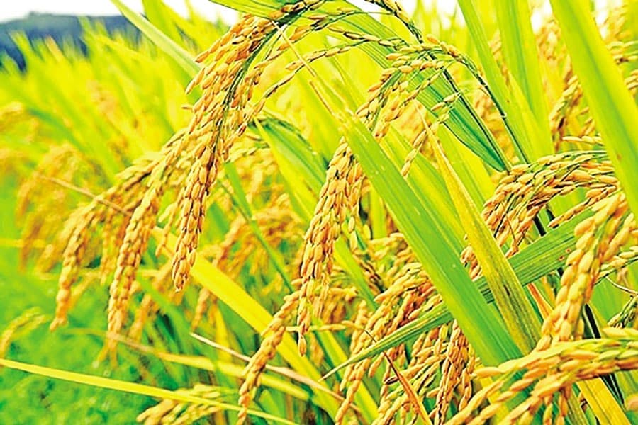 Govt eyes maximising rice stocks banking on Boro season