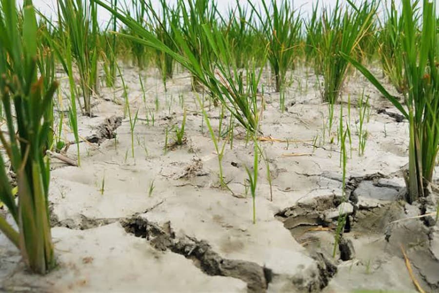 Fuel crunch disrupts Boro cultivation in Cox's Bazar