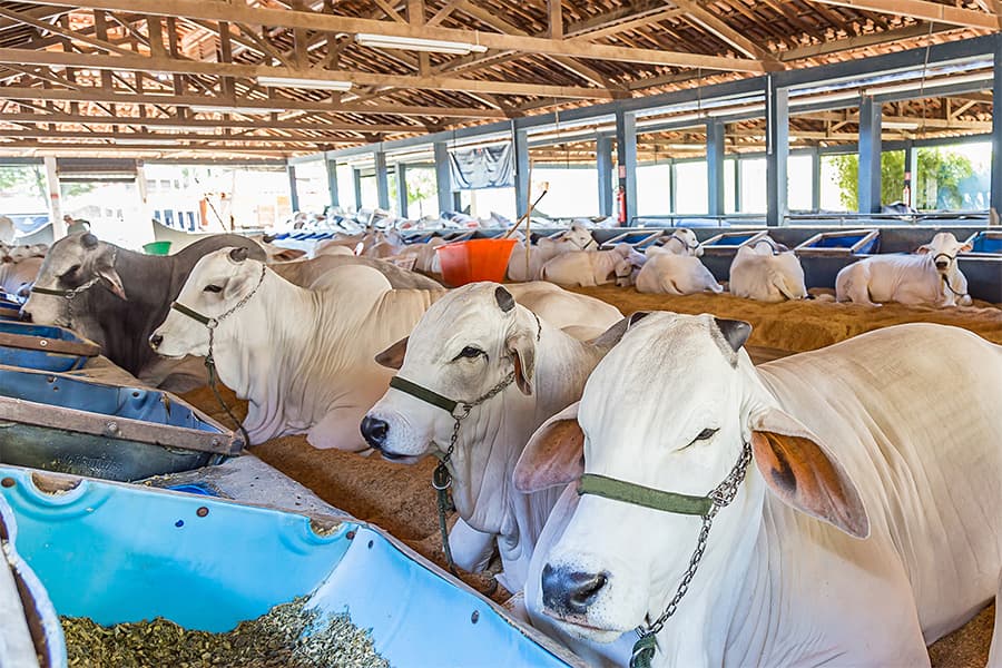 Brazilian livestock producers ready to cooperate with BD