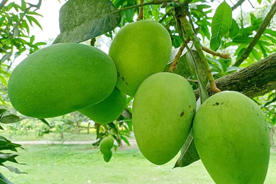 Day-long workshop held in Rajshahi for GLOBALG.A.P certification