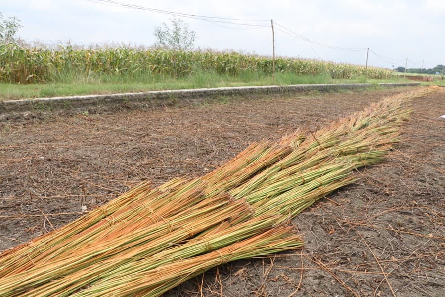Jute retting hampered in Rajshahi as waterbodies run dry