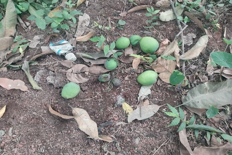 Weather woes deal a heavy blow to mango production