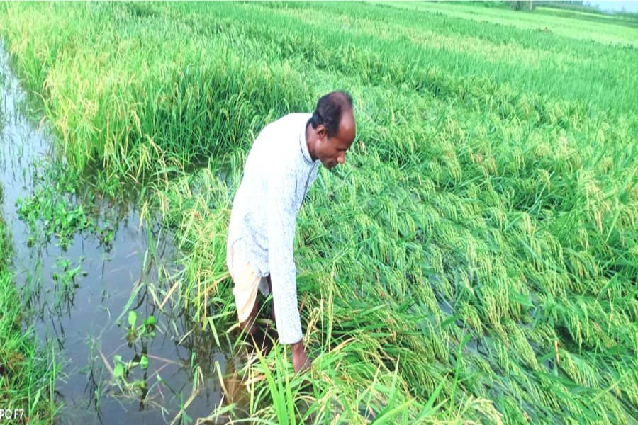 Downpour dashes hopes of Boro yield; crop debacle anticipated