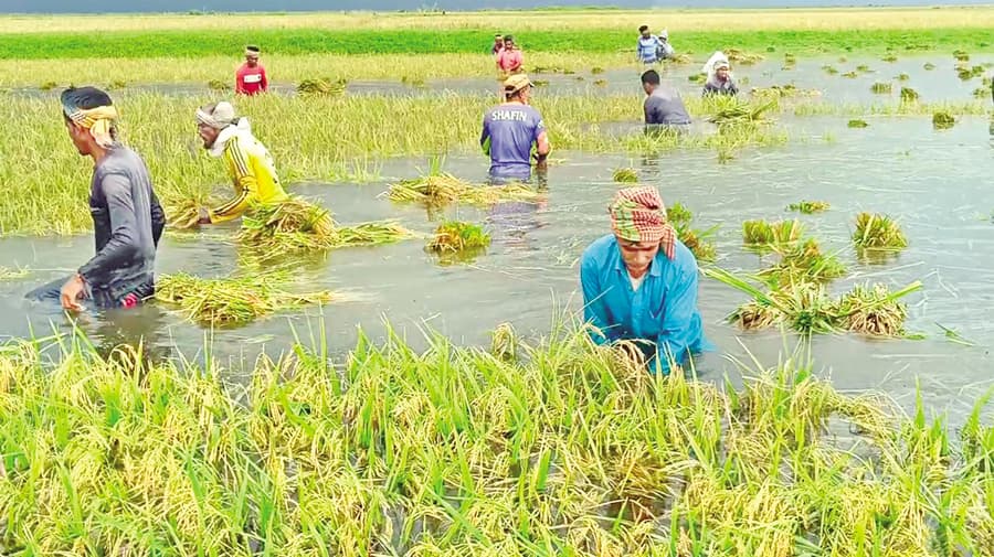 Saving the haor farmers