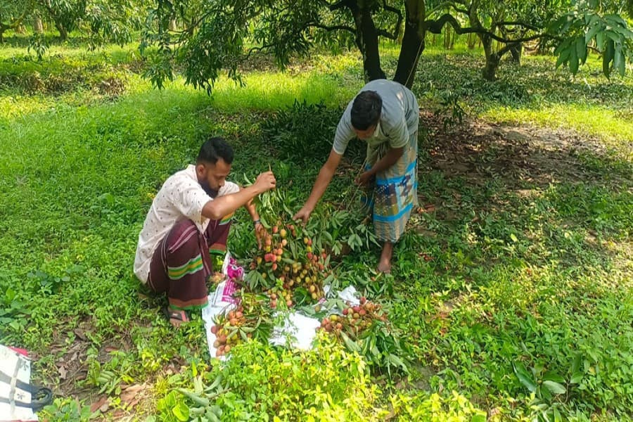 Early-variety litchis appearing in Rajshahi markets; prices too high