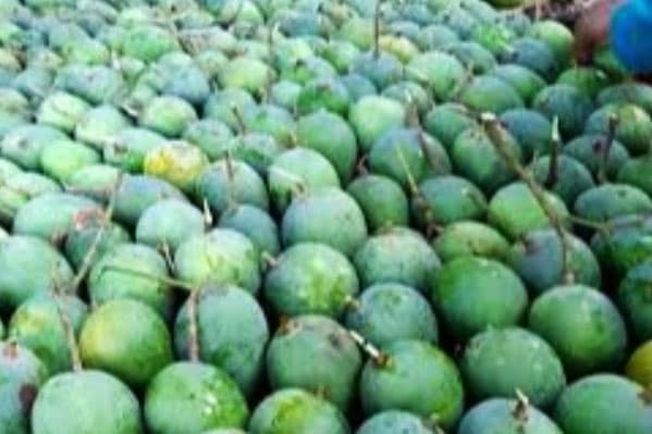 Mango harvesting begins in Satkhira