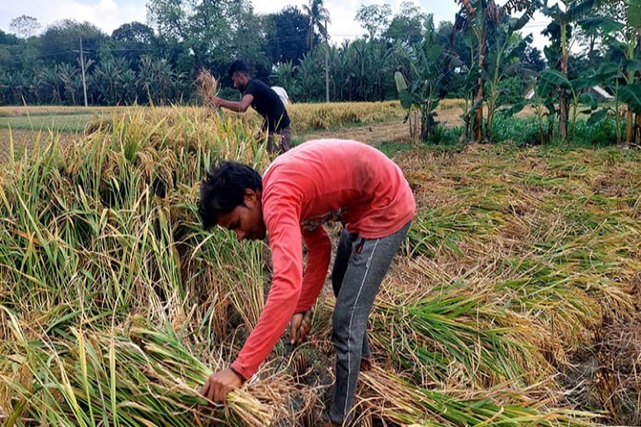 Boro farmers face low price, high labour cost in Magura, Jashore