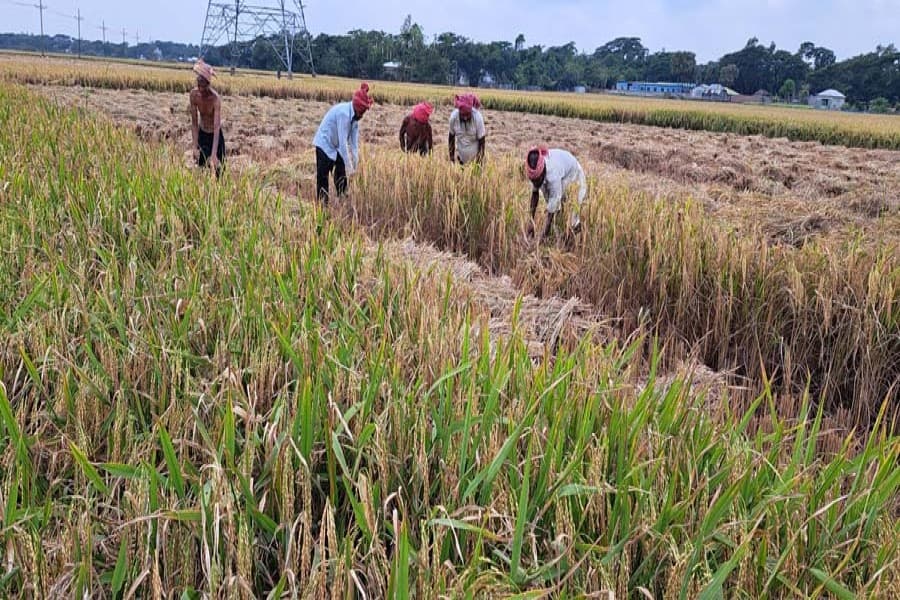 Labour shortage, foul weather slow Boro harvest