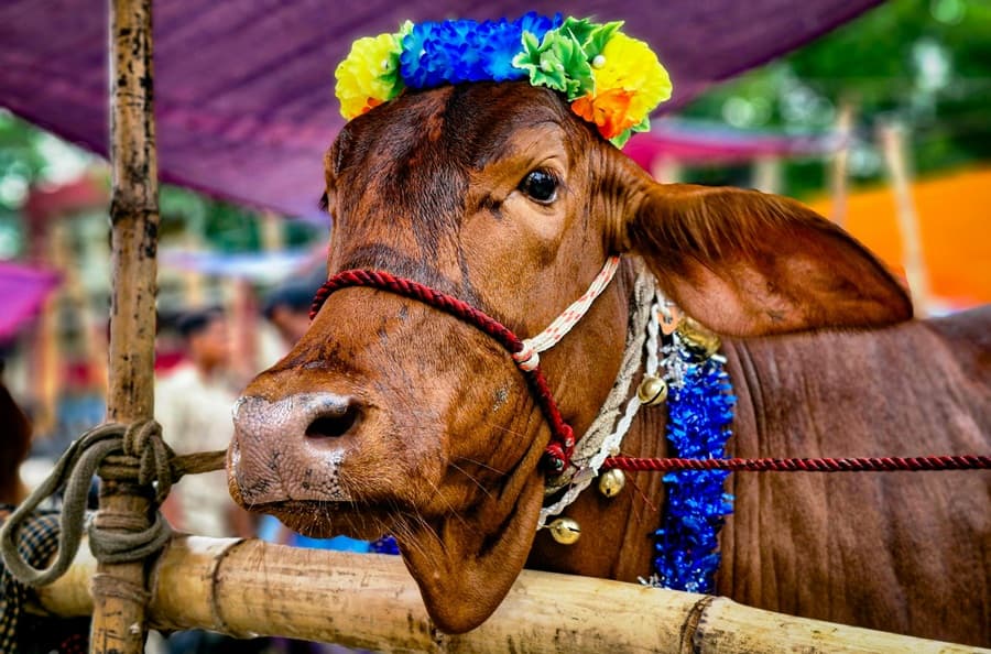 Sacrifice or Show-off? The social stigma regarding animal sacrifice