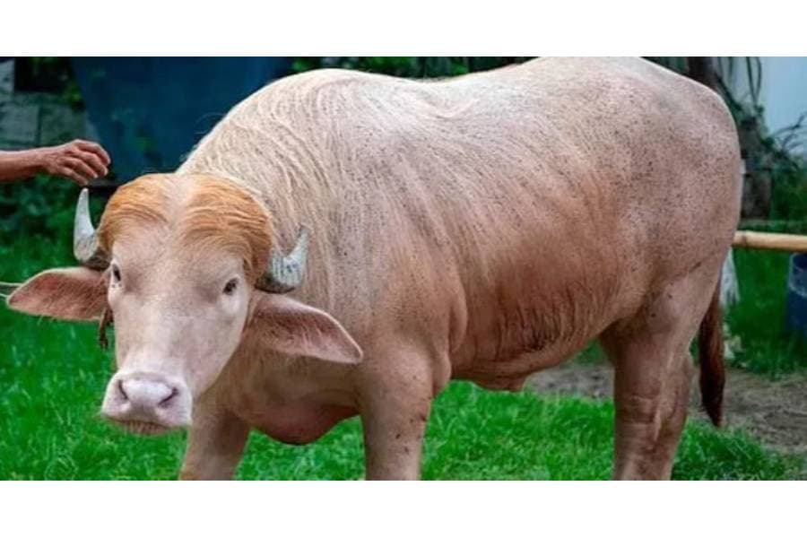 ‘Donald Trump’ buffalo not to be sacrificed, says police