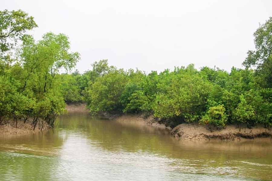 Govt imposes 3-month ban from June 1 on visitor’s entry into the Sundarbans