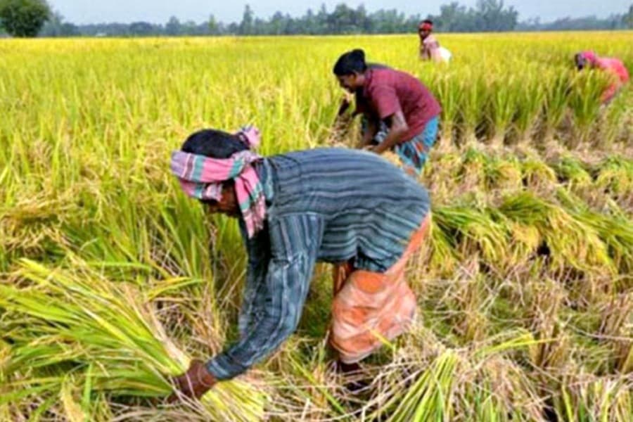 Surge in agro-employment at the expense of manufacturing!