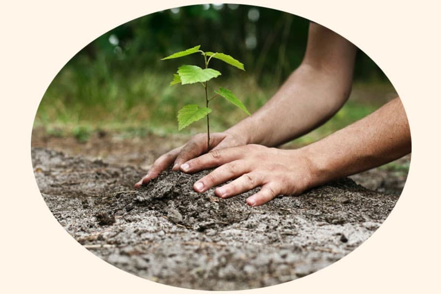 Govt allocates Tk 536.6m for 1.63m sapling distribution
